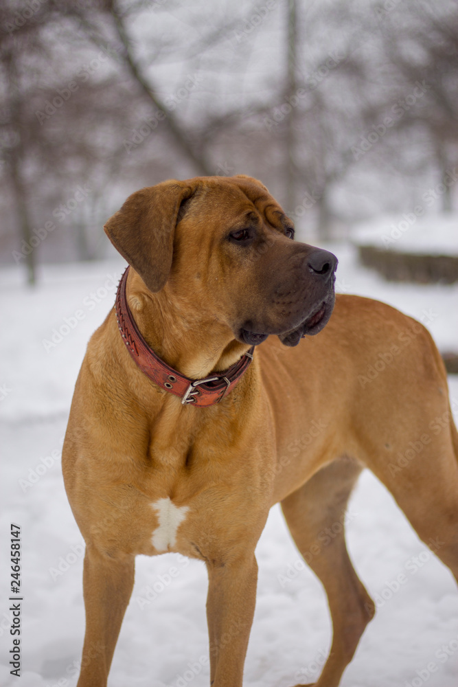  Dog in winter