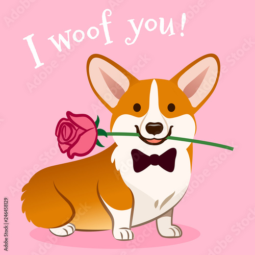 Corgi dog with rose flower in mouth Valentine's day card vector cartoon. Cute sitting corgi puppy on pink background. Funny humorous love, pets, animals, Valentine's day theme design element.