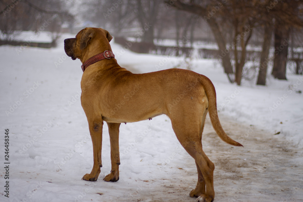  Dog in winter