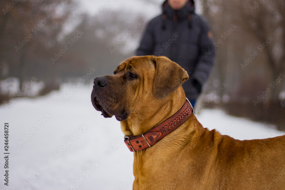  Dog in winter