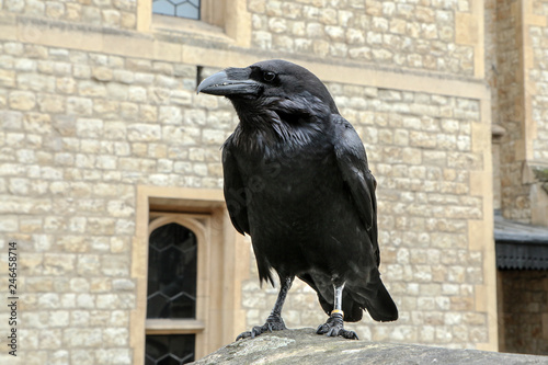 Photography A portrait picture of the London Tower´s raven.