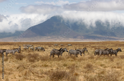 Ngorongoro Crater Safari /zebras 
