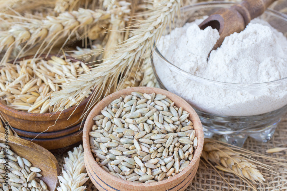 Grains: grains of wheat and oats, ears of wheat on sackcloth. Flour in a glass cup Grains: grains of wheat and oats, ears of wheat on sackcloth. Flour in a glass cup