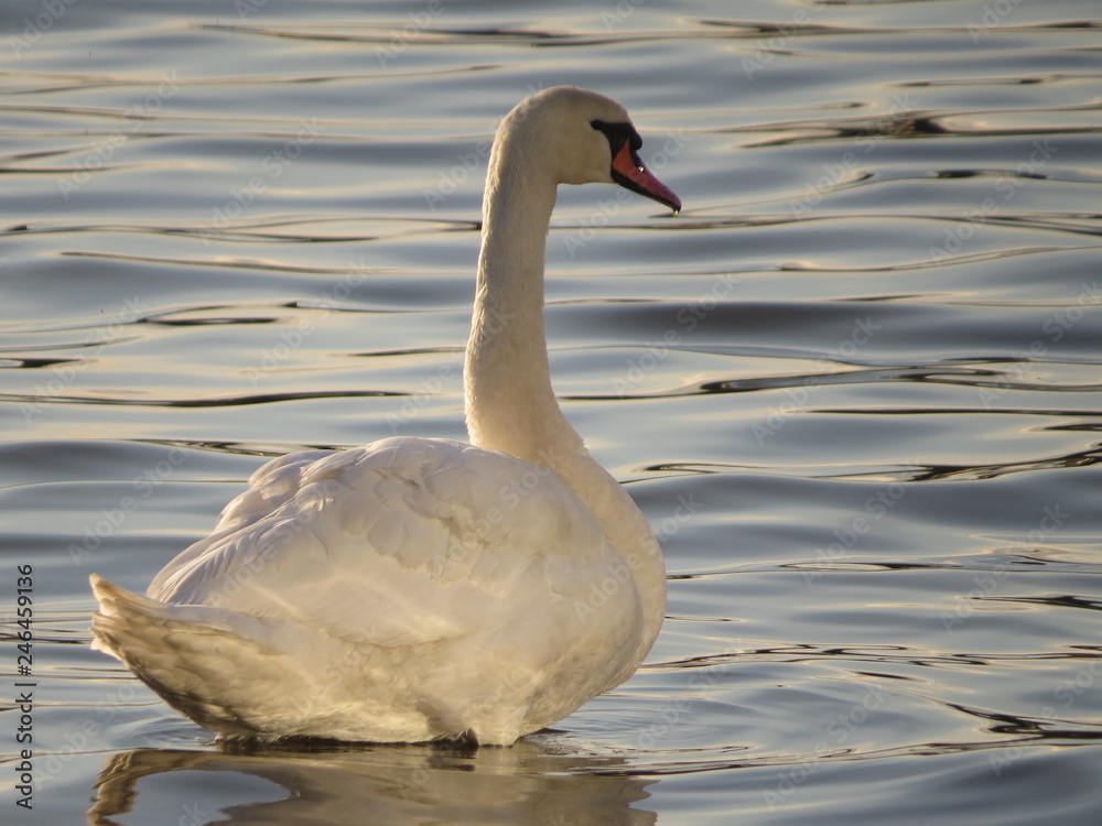 Naklejka premium Swan