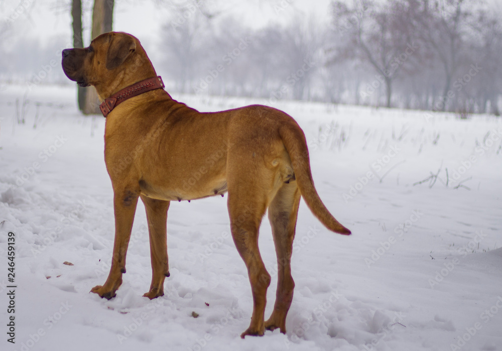  Dog in winter