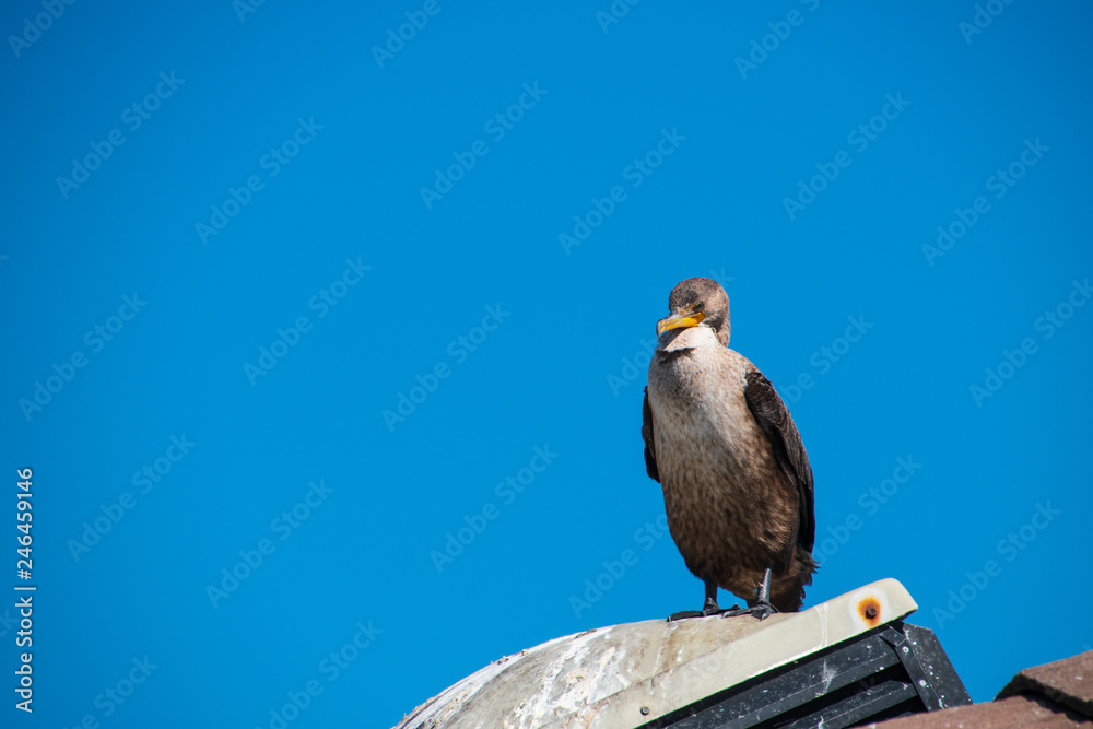 Fototapeta premium One California Gull standing on a roof vent. There is a deep blue cloudless sky background