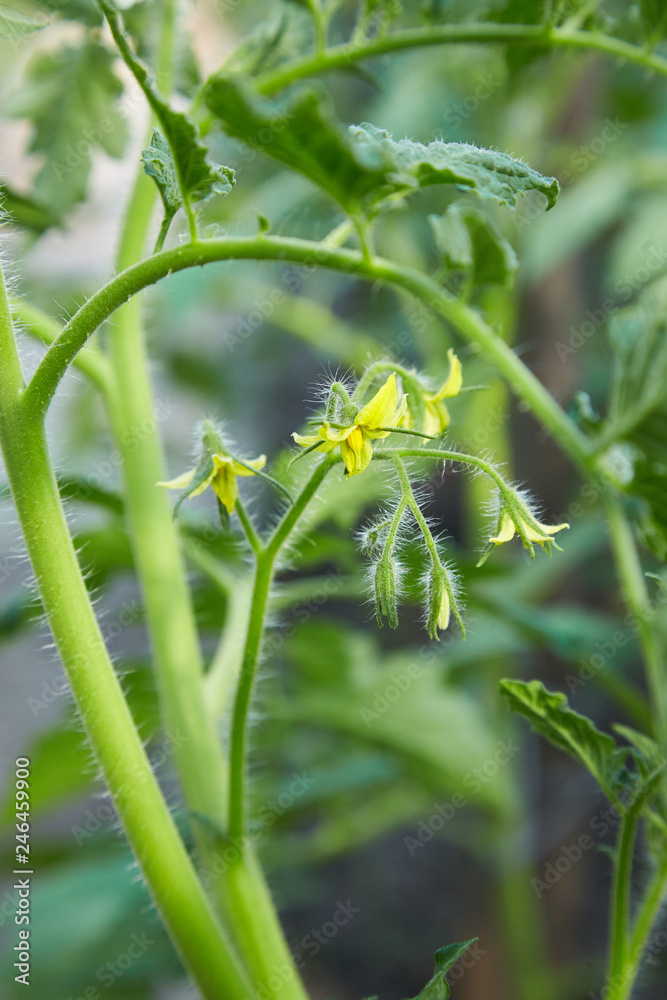 Blooming yellow twigs of tomatoes growing in greenhouse. Production of natural ecologic vegetables Blooming yellow twigs of tomatoes growing in greenhouse. Production of natural ecologic vegetables