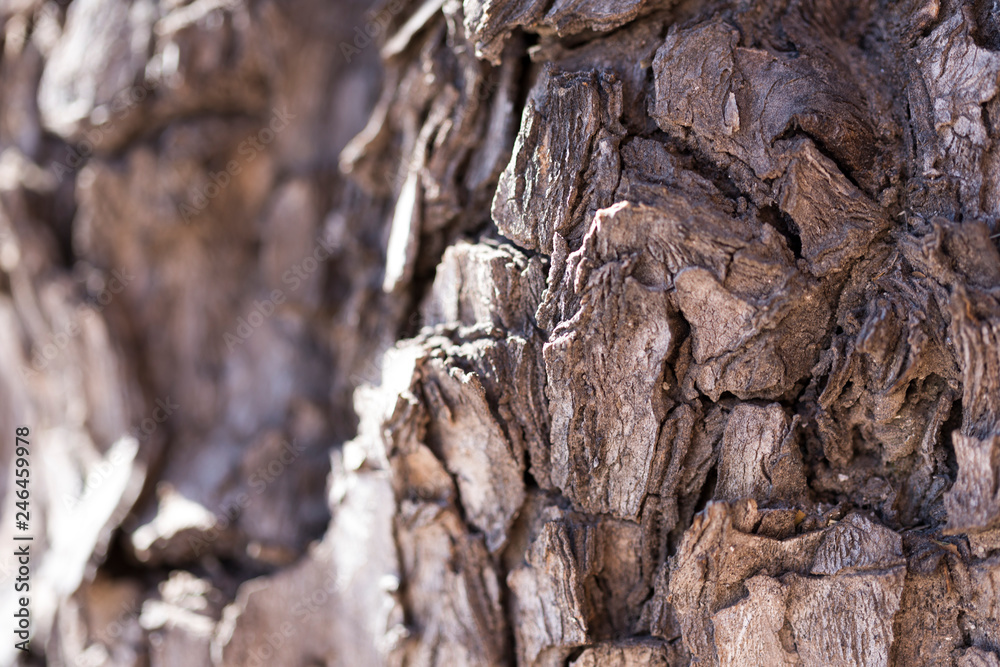 tree bark