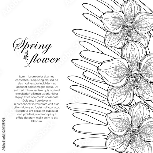 Vector vertical bouquet with outline Vanda orchid flower and leaf in black isolated on white background. Epiphyte tropical flower. Exotic ornate Vanda in contour for summer design or coloring book.
