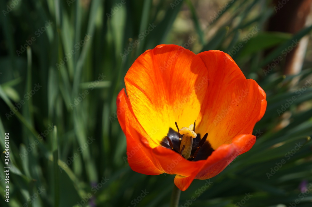 tulip tulip