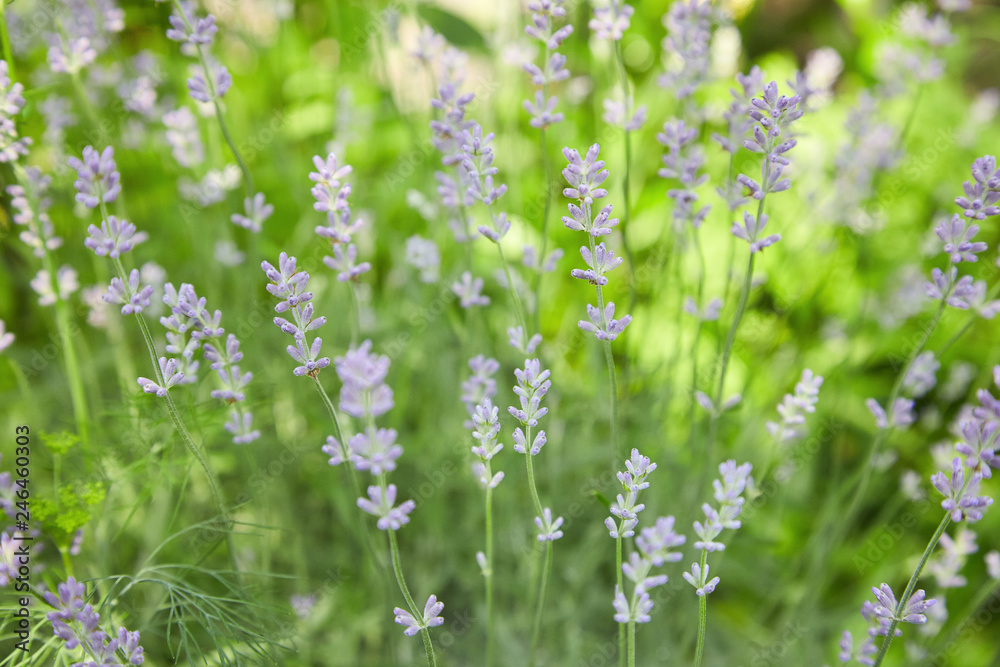 Fototapeta premium Natural flower background. Lavender blooming on the field