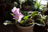 Blossoming African Violets - sort Austin’s Smile in the house with wood background