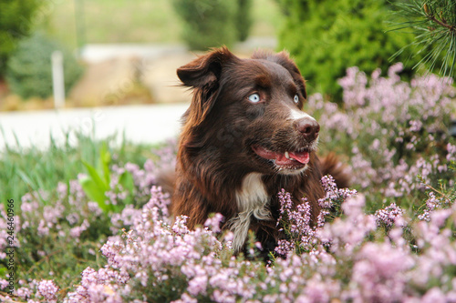 Fototapeta Naklejka Na Ścianę i Meble -  A young adult Australian shepherd is lying in the heather and looking happy and satisfied. Like he is laughing. 