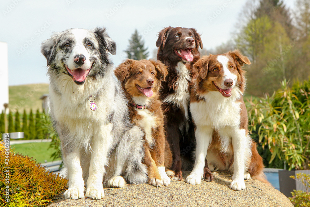 Εκτύπωση καμβά A group of Australian shepherd is sittimg on the stone and looking cute, happy and satisfied