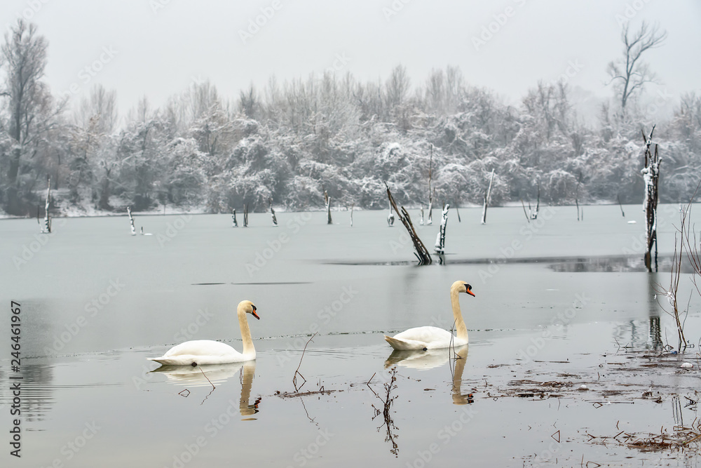 Obraz premium Dwa łabędzie krzykliwe nad jeziorem zimą
