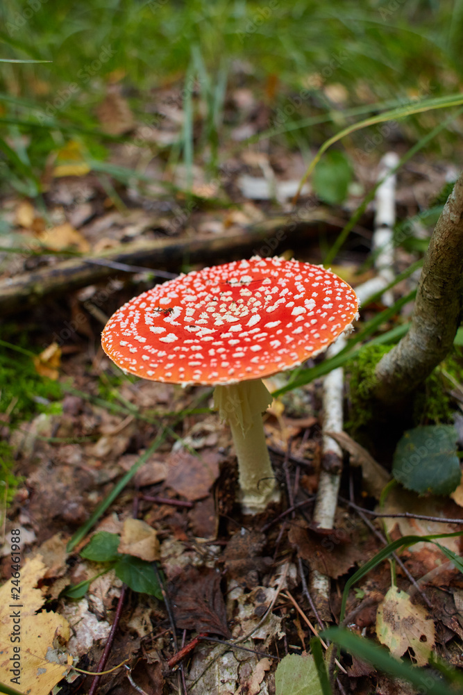 Amanita muscaria, commonly known as the fly agaric or fly amanita, is a mushroom and psychoactive basidiomycete fungus, one of many in the genus Amanita. Space for text Amanita muscaria, commonly known as the fly agaric or fly amanita, is a mushroom and psychoactive basidiomycete fungus, one of many in the genus Amanita. Space for text