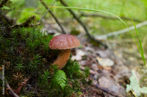 Wild edible forest polish mushroom boletus with root and moss over grass texture background. 