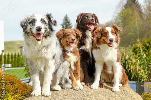 A group of Australian shepherd is sittimg on the stone and looking cute, happy and satisfied. Like they are smiling.