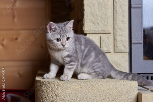 Portrait of a cute little grey scottish straight kitten .