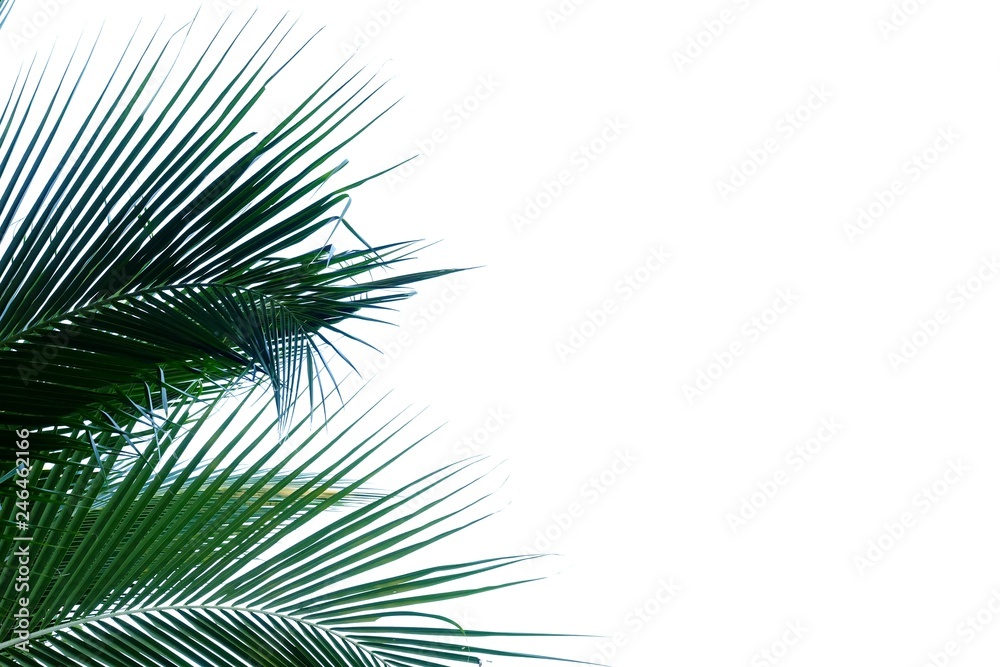 Green tropical coconut leaves on white isolated background for backdrop pattern 