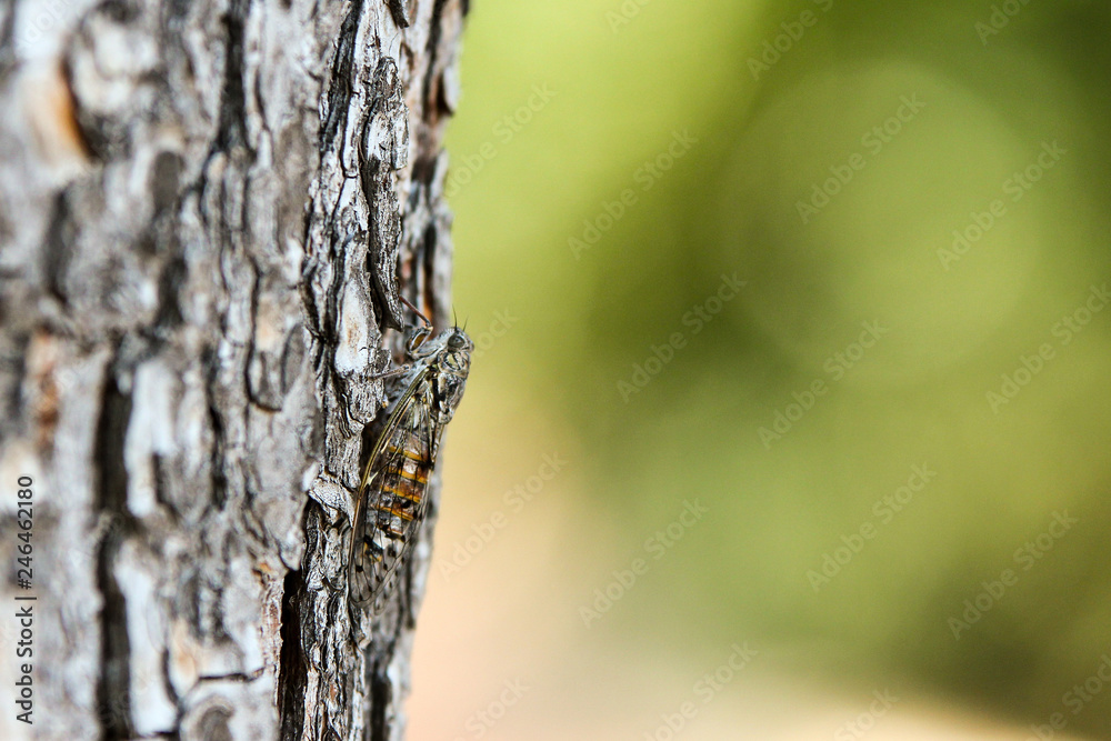 A picture of a single cicada siting on the tree´s trunk. Good example of natural camouflage. A picture of a single cicada siting on the tree´s trunk. Good example of natural camouflage.
