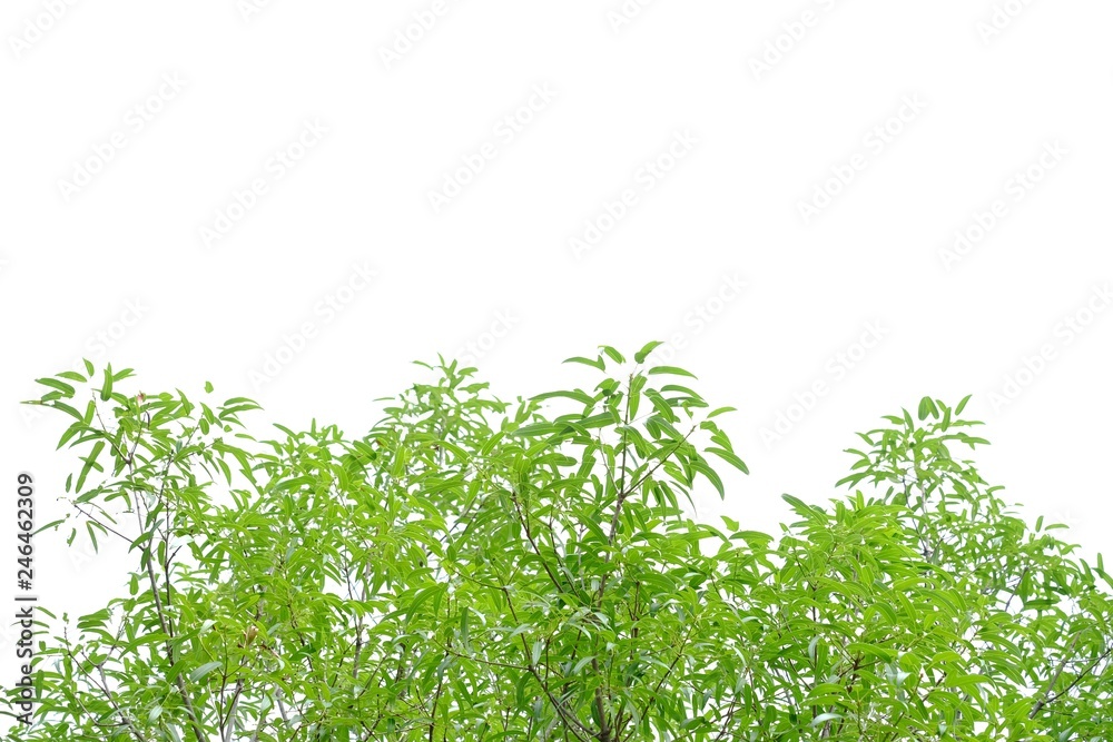 Tropical tree leaves with branches on white isolated background for green foliage backdrop Tropical tree leaves with branches on white isolated background for green foliage backdrop