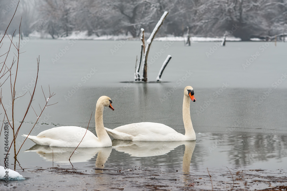 Fototapeta premium Dwa łabędzie krzykliwe nad jeziorem zimą