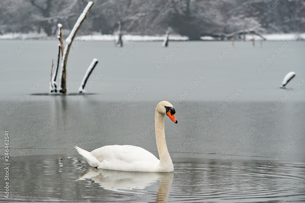 Fototapeta premium Łabędź na jeziorze w zimowy dzień