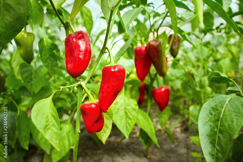  Red bell peppers growing inside a greenhouse in the garden.