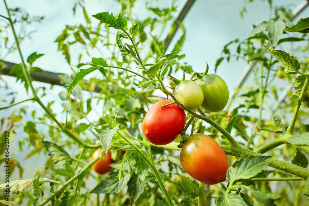 Red and green tomatoes growing on twigs. In a greenhouse. Farm of tasty red tomatoes
