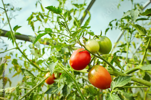 Red and green tomatoes growing on twigs. In a greenhouse. Farm of tasty red tomatoes