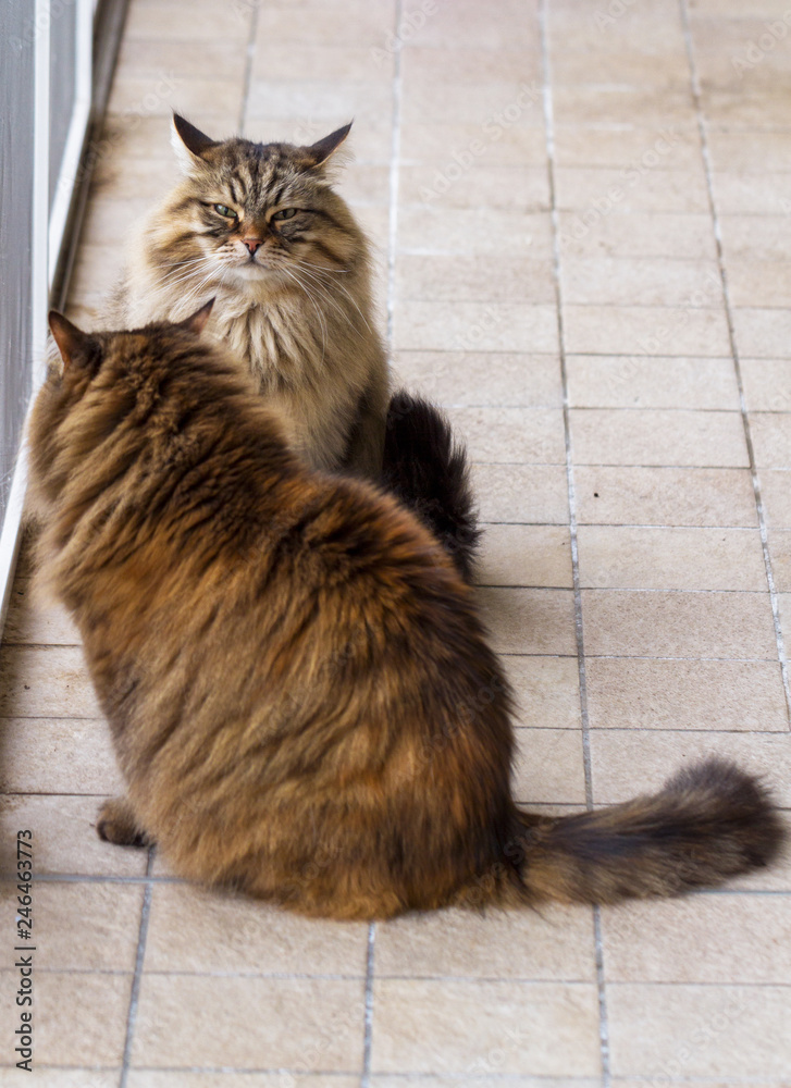 Adorable cats of livestock in a garden, siberian breed Adorable cats of livestock in a garden, siberian breed