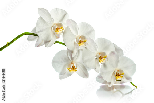 Orchid. A branch of white orchids. Greeting card. Beautiful composition. Isolate on white background. White orchid branch with reflection on white background