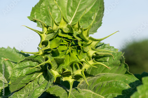 Fototapeta Naklejka Na Ścianę i Meble -  green sunflower