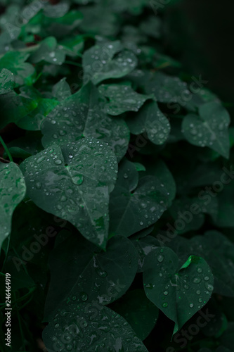 Dark foliage plant with serrated leaves glistening. Nature Low key vertical background