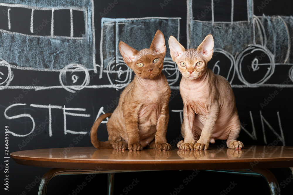 Quadro su tela Devon Rex Kittens