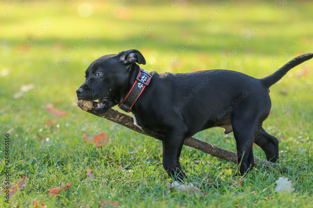A portrait picture of a  cute puppy of the American Staffordshire Terrier. He´s holding the branch in his mouth. 
