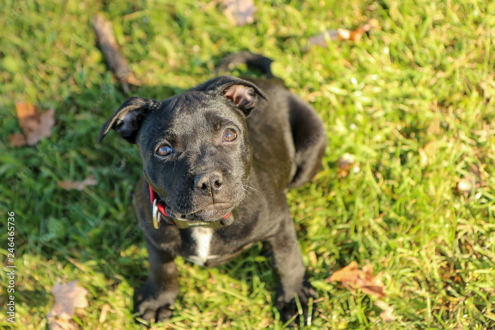 A portrait picture of a cute puppy of the American Staffordshire Terrier. A portrait picture of a cute puppy of the American Staffordshire Terrier.