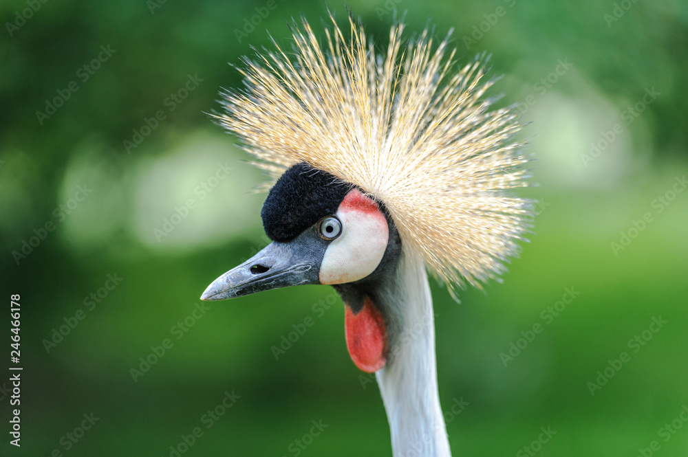 Fototapeta premium A portrait of a beautiful Grey Crowned Crane against a green bokeh background.