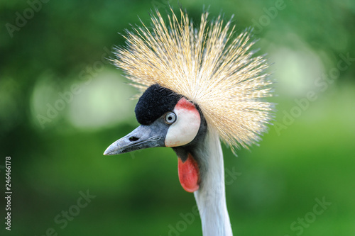 A portrait of a beautiful Grey Crowned Crane against a green bokeh background.