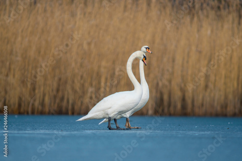 white swan at frozen winter ice lake