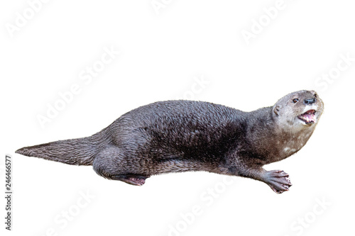 Cute Happy Otter Isolated on White