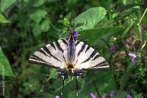 Scarce swallowtail butterfly on Lamium purple flower