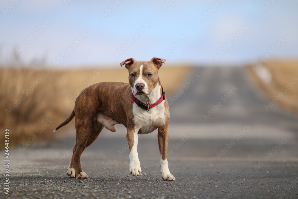 A portrait of an adult American stafforshire terrier standing on the road and posing. 