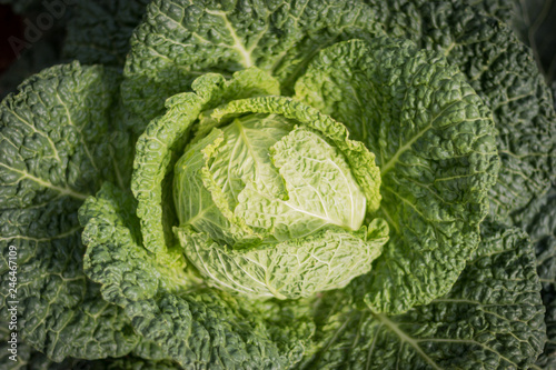 cabbage in harvest field