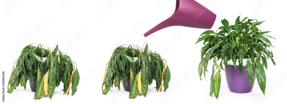 Εκτύπωση καμβά A series of three pictures catching the withered plant, which is being watered and then it recovers and is fresh again