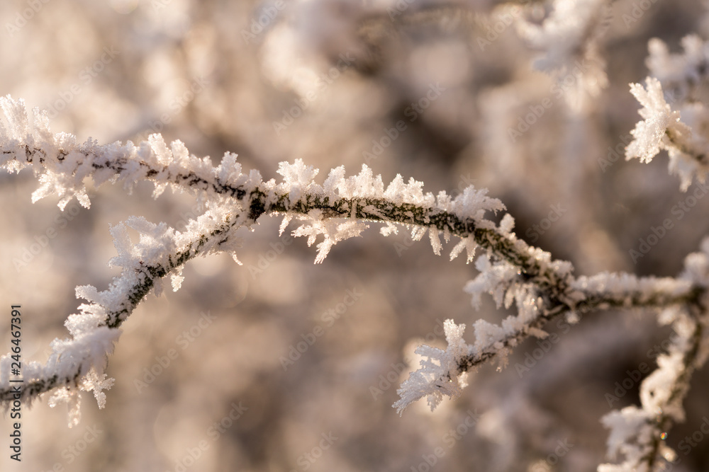 Frost, Winter, Eiskristalle Frost, Winter, Eiskristalle