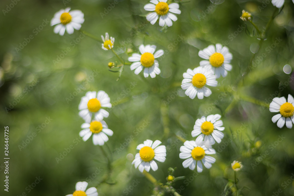 Fototapeta premium Meadow with flowering daisies