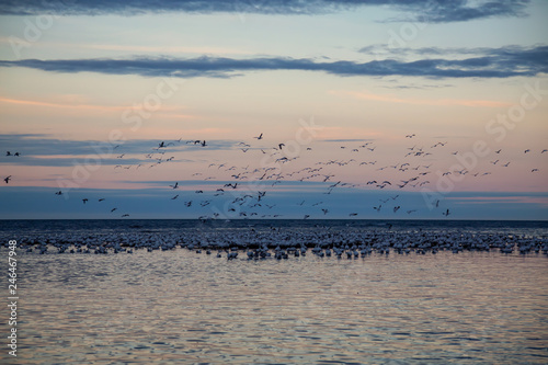 Flock of birds on the Atlantic Ocean Coast during a vibrant sunset. Taken in Rimouski, Quebec, Canada. © edb3_16