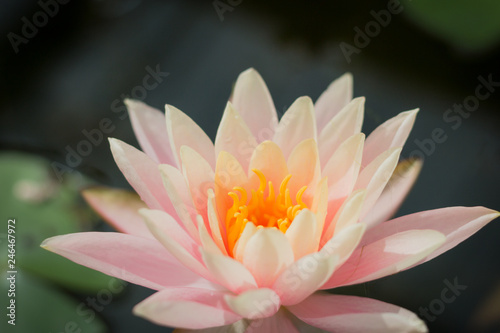 Pink lotus